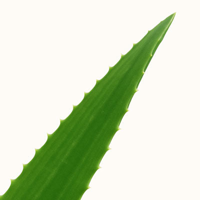 Close-up of a green aloe vera leaf on a white background