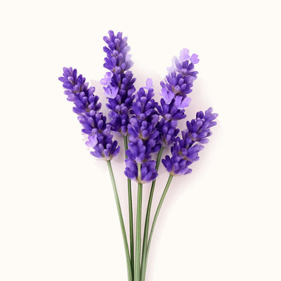 Bouquet of purple lavender flowers on a white background