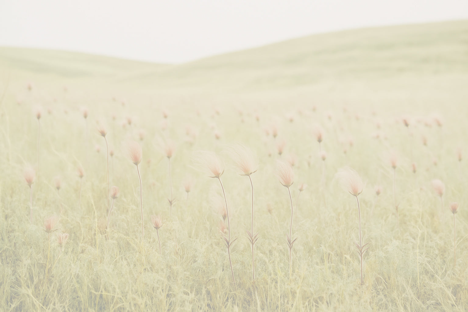 Pastel pink flowers on a light green field with a white background